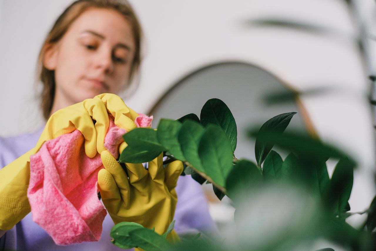 Una mujer limpia las hojas de una planta de interior con guantes y un paño, concentrada en el cuidado de la planta.
